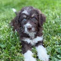 White Girl - Brown and white female Aussiedoodle puppy in Centerburg, Ohio from A Dose Of Doodle