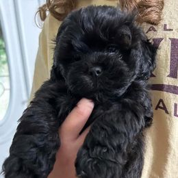 Shihpoo and Shih Tzu Puppies from Lilli’s Shih tzus and Shih poos