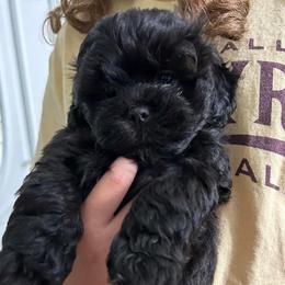 Shihpoo and Shih Tzu Puppies from Lilli’s Shih tzus and Shih poos