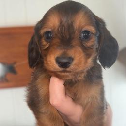 Chase - Red male Dachshund puppy in Goldthwaite, Texas from Mini Mama Dachshunds