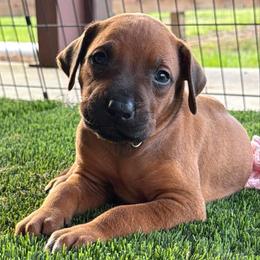 Knox - Rd whtn blk nose male Rhodesian Ridgeback puppy in Montgomery, Texas from Timber Ridge Kennels