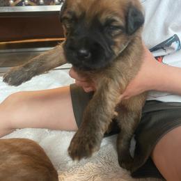 Snickers - Wheaten male Soft Coated Wheaten Terrier puppy in Kirksville, Missouri from BellSharps Australian Shepherds