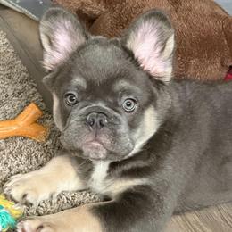 Baloo - Blue fawn male French Bulldog puppy in Shakopee, Minnesota from Fishie's Frenchies