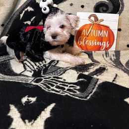 Miniature Schnauzer Puppies from Amaya Lara Schnauzers