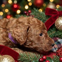 Boy 3 - Red  male Poodle puppy in Mc Henry, Illinois from Sunset Maple Poodles