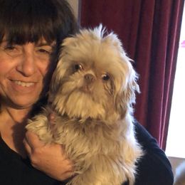 Pomeranians and Shih Tzus from Cobb Mountain Shih Tzus, Paragon Pomeranians