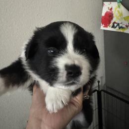 Miniature American Shepherd Puppies from Moonlight Trail Aussies