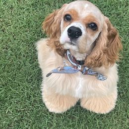 Cocker Spaniel Puppies from K&M crocker Spaniels
