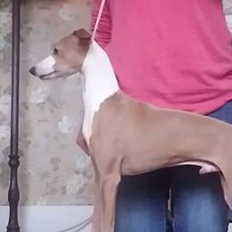 Danny - Italian Greyhound