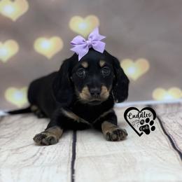 Eclipse - Black and cream female Dachshund puppy in Nashville, Arkansas from Cuddles n Curls