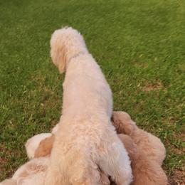 Goldendoodle Puppies from Costa's Curly Canines