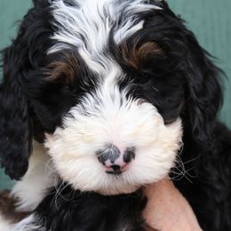 Bernedoodle Puppies from Flat Creek Bernedoodles