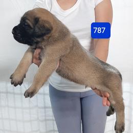 AKC PUP 787 - Fawn male Mastiff puppy in Ava, Missouri from Ozark Mountain Mastiffs