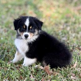 Rose - Black tri-color female Australian Shepherd puppy in Crosby, Texas from Monarch Australian Shepherds