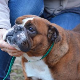 Red - Bulldog