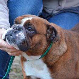 Red - Bulldog