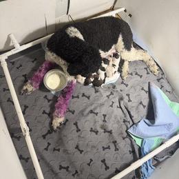 Blue - Parti male Poodle puppy in Maryland from Hernwood Heelers & Poodles