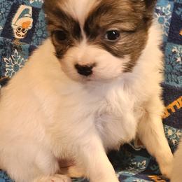 Dexter - White and sable male Papillon puppy in Fulton, Missouri from Papillon Love