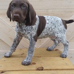 Anna - Liver roan female German Shorthaired Pointer puppy in Elberta, Alabama from Old Orchard Farm