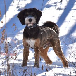 Milo - Bernedoodle