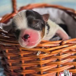 Charlie - Black tan and white male Biewer Terrier puppy in California from Corazon de gigante