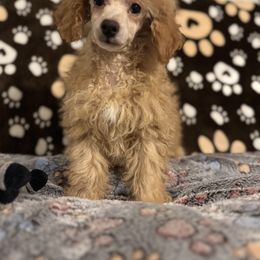 No Longer Available - Apricot male Poodle puppy in Pounding  Mill, Virginia from Rosa's Chihuahuas