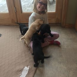 Labrador Retriever Puppies from Whispering Creek British labs LLC