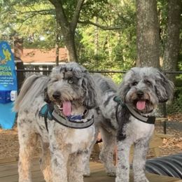 Aussiedoodle Puppies from Johnson’s Highland Pride Aussiedoodles