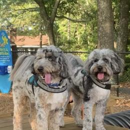 Aussiedoodle Puppies from Johnson’s Highland Pride Aussiedoodles