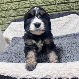 Blueberry - Tri-color male Bernedoodle puppy in Carmichaels, Pennsylvania from JensenBelle Doodles