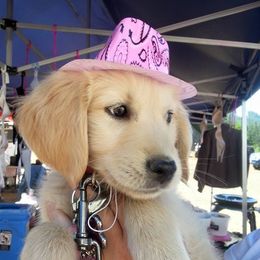 Sage - Golden Retriever