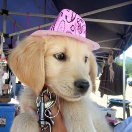 Sage - Golden Retriever
