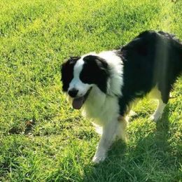 Colt - Border Collie