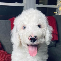 Cruiser - White male Sheepadoodle puppy in Pataskala And Thornville, Ohio from Four Front Doodles - Pataskala