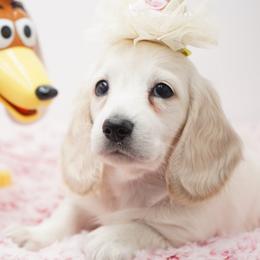 Cinderella - Cream female Dachshund puppy in Big Rapids, Michigan from 30 Acre Woods Dachshunds