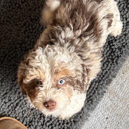 Amora - female Australian Mountain Doodle puppy in Lincoln, Nebraska from GRand Doodles