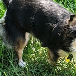 Chihuahuas from Hardwin