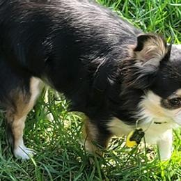 Chihuahuas from Hardwin