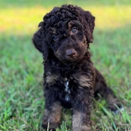 Male 1 - Phantom male Poodle puppy in Liberty, Texas from Poodles and Doodles Most Excellent Adventures