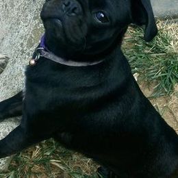 Pugs from My Smoochie Poochies