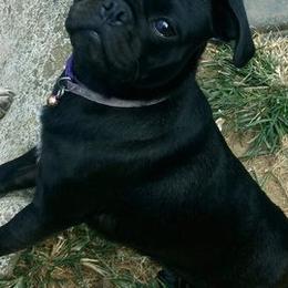 Pugs from My Smoochie Poochies