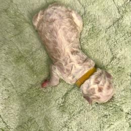 Alexander - Parti male Goldendoodle puppy in Pasadena, Texas from Toledo Creek Doodles
