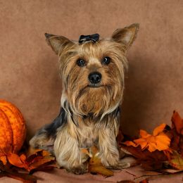 Ethel - Yorkshire Terrier