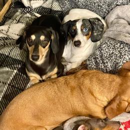 Darcie - Dachshund