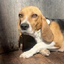 Beagles from Puppiesulove