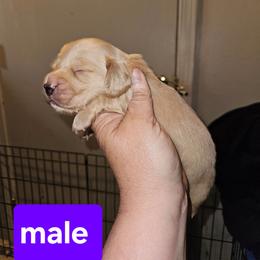 3 - Cream male Dachshund puppy in Lansing, Michigan from Black Thunder 517 Dachshunds and frenchies