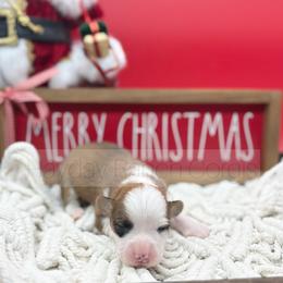 Nut Cracker - 1500 - Red male Pembroke Welsh Corgi puppy in Rozet, Wyoming from Hayday Ranch Corgis