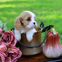 Boston Terrier, Cavalier King Charles Spaniel, French Bulldog, and Golden Retriever Puppies from Promise Land