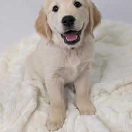 Golden Retriever Puppies from Mountain Sky Goldens