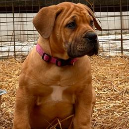 PINK - Red female Boerboel puppy in Pennsylvania from Cold River Boerboels